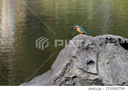 旧古河庭園　心字池　カワセミ 133998704