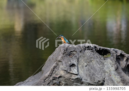 旧古河庭園　心字池　カワセミ 133998705