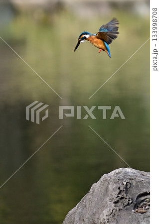 旧古河庭園　心字池　カワセミ 133998708