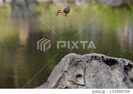 旧古河庭園　心字池　カワセミ 133998709