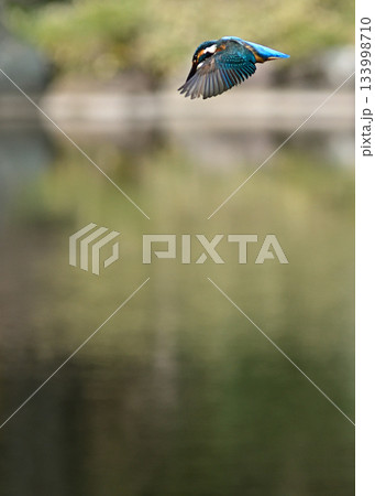 旧古河庭園　心字池　カワセミ 133998710