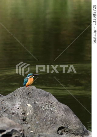 旧古河庭園　心字池　カワセミ 133998729