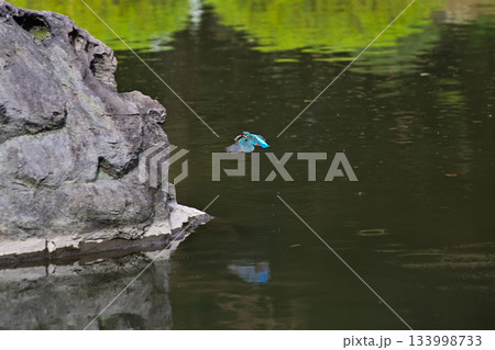 旧古河庭園　心字池　カワセミ 133998733