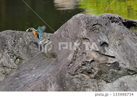旧古河庭園　心字池　カワセミ 133998734
