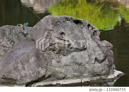 旧古河庭園　心字池　カワセミ 133998735
