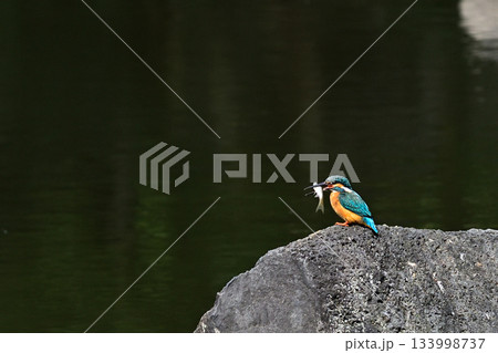 旧古河庭園　心字池　カワセミ 133998737