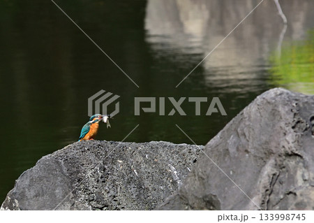 旧古河庭園　心字池　カワセミ 133998745