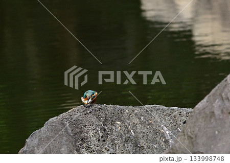 旧古河庭園　心字池　カワセミ 133998748