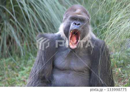 目を閉じて口を全開にしてあくびをするゴリラ 133998775