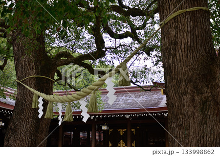 明治神宮 御神木 夫婦楠 明治神宮 御神木 夫婦楠 133998862