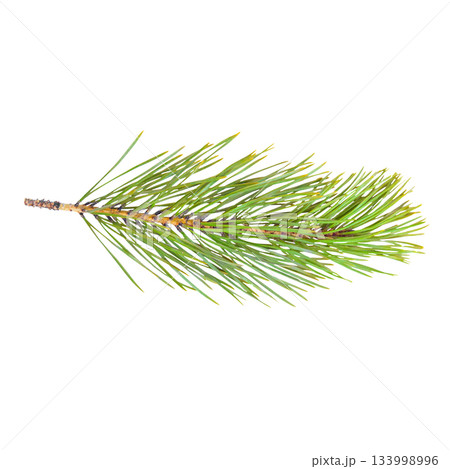 green natural pine branch with long green needles. 133998996
