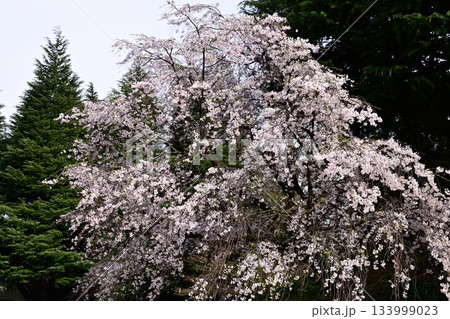 旧古河庭園の桜 133999023