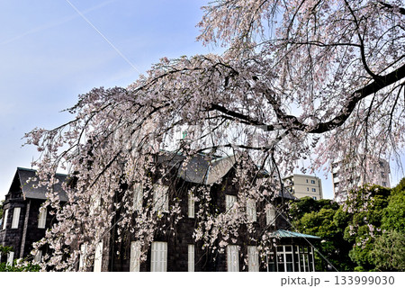 旧古河庭園　洋館と桜 133999030