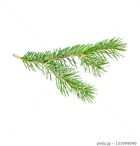 colorful Christmas green spruce branch. colorful Christmas green spruce branch. 133999040