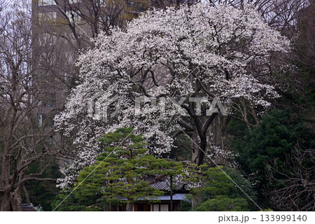 六義園の桜 133999140