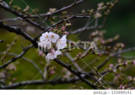 六義園の桜 六義園の桜 133999141