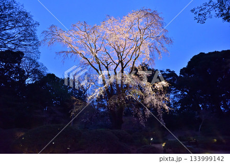 六義園の桜 六義園の桜 133999142