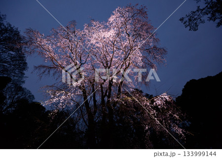 六義園の桜 133999144