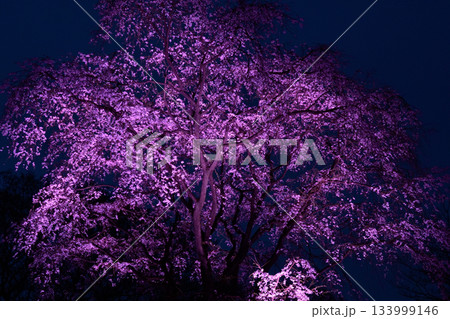 六義園の桜 133999146