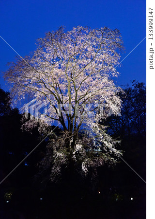 六義園の桜 六義園の桜 133999147