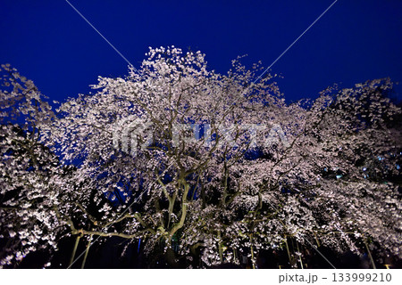 六義園　枝垂れ桜 133999210