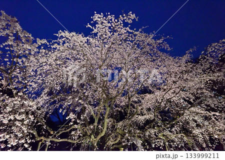 六義園　枝垂れ桜 133999211