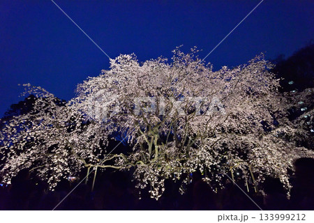 六義園 枝垂れ桜 六義園 枝垂れ桜 133999212