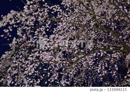 六義園 枝垂れ桜 六義園 枝垂れ桜 133999215