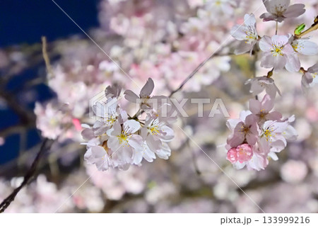 六義園　枝垂れ桜 133999216