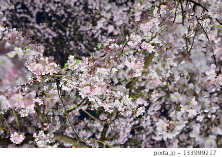 六義園 枝垂れ桜 六義園 枝垂れ桜 133999217