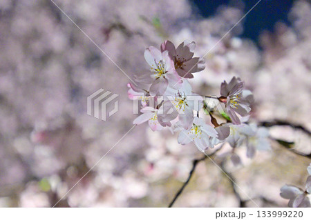 六義園　枝垂れ桜 133999220