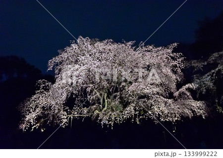 六義園　枝垂れ桜 133999222