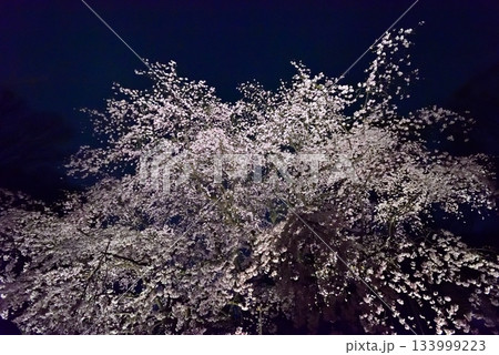 六義園 枝垂れ桜 六義園 枝垂れ桜 133999223