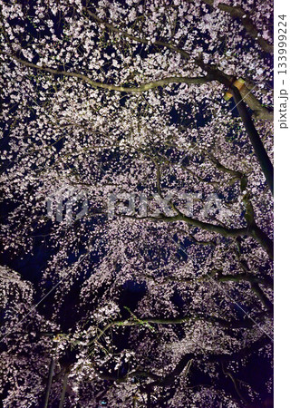 六義園　枝垂れ桜 133999224