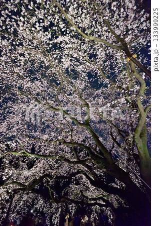 六義園 枝垂れ桜 六義園 枝垂れ桜 133999225