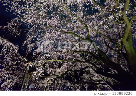 六義園 枝垂れ桜 六義園 枝垂れ桜 133999226