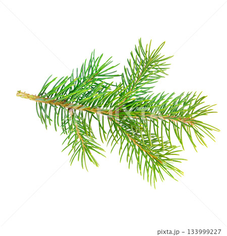 Green spruce branch with sharp green needles isolated on white background. Green spruce branch with sharp green needles isolated on white background. 133999227