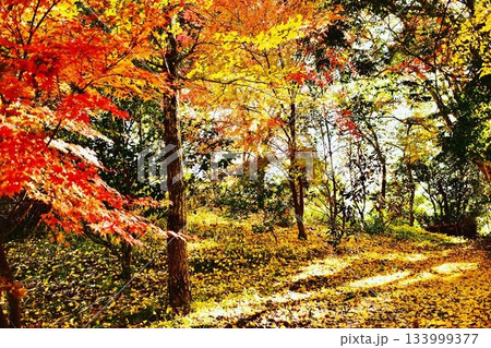 秋の伊藤博文公記念公園中庭の紅葉 秋の伊藤博文公記念公園中庭の紅葉 133999377
