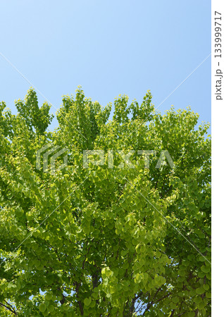A large Katsura tree in spring 春の新緑の芽吹きが出そろった桂の大木 133999717