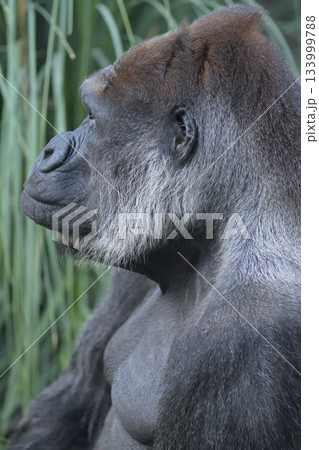 横を向いたゴリラの顔 133999788