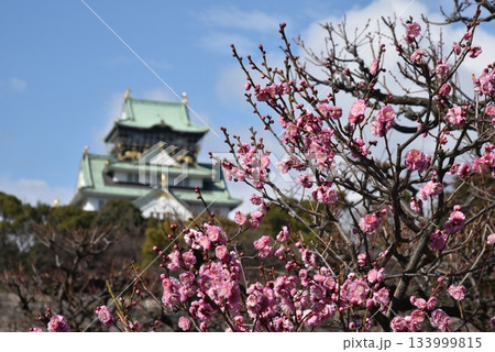 大阪城の梅 133999815