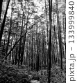 垂直に伸びる木々の森(モノクロ) 垂直に伸びる木々の森(モノクロ) 133999840