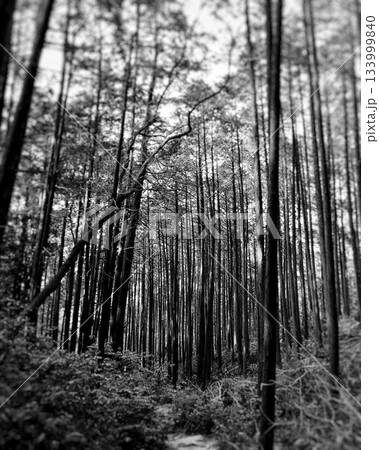 垂直に伸びる木々の森(モノクロ) 垂直に伸びる木々の森(モノクロ) 133999840