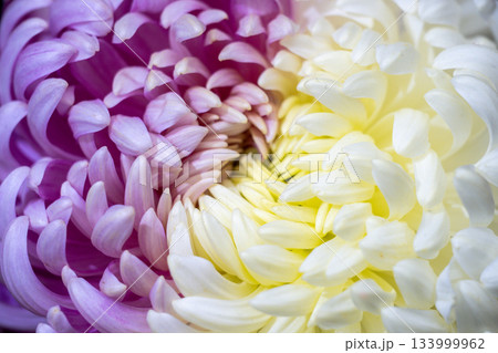 Beautiful close-up of purple and white chrysanthemums 133999962