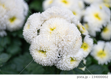 White chrysanthemums blooming in Chengdu, Sichuan garden during autumn 134000002