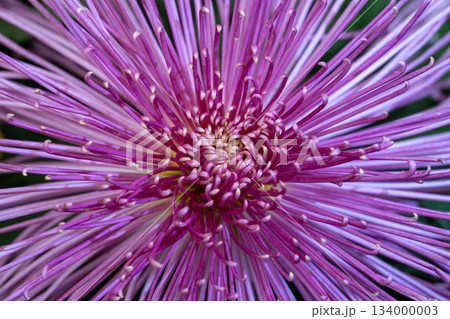 Chrysanthemum close-up showcasing vibrant color Chrysanthemum close-up showcasing vibrant color 134000003