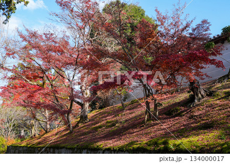 京都・一条寺にある曼殊院門跡（2025年12月撮影） 134000017