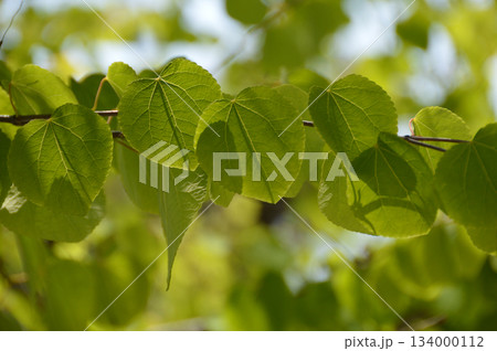 Young leaf 春の新緑の芽吹きが出そろった桂の若葉(望遠ズーム，クローズアップ・マクロ撮り) 134000112