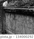 モノクロームの古い壁の上の白い猫 モノクロームの古い壁の上の白い猫 134000292