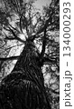 モノクロームの巨木を見上げる光芒 モノクロームの巨木を見上げる光芒 134000293